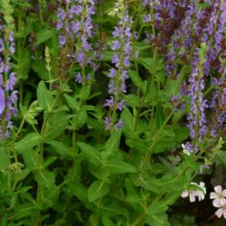 Salvia nemorosa Ostfriesland