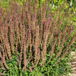 Salvia nemorosa Ostfriesland