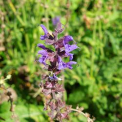Salvia nemorosa Ostfriesland