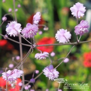 Thalictrum delavayi Hewitt's Double