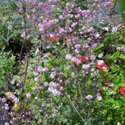 Thalictrum delavayi Hewitt's Double