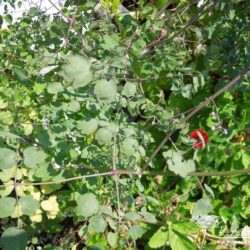 Thalictrum delavayi Hewitt's Double