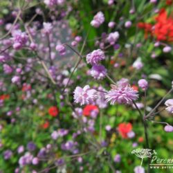 Thalictrum delavayi Hewitt's Double