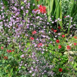 Thalictrum delavayi Hewitt's Double