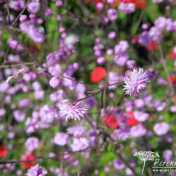 Thalictrum delavayi Hewitt's Double