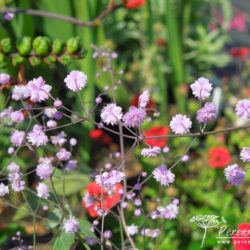 Thalictrum delavayi Hewitt's Double