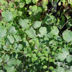 Thalictrum delavayi Hewitt's Double