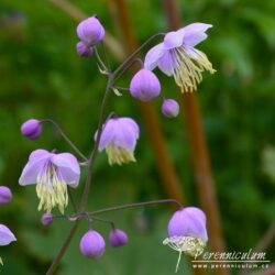 Thalictrum delavayi Thalictrum delavayi