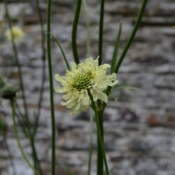 Cephalaria gigantea