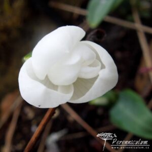 Galanthus plicatus E. A. Bowles