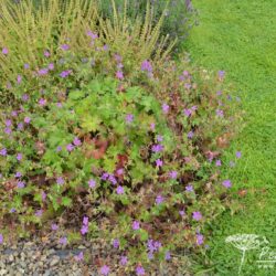 Geranium wlassovianum