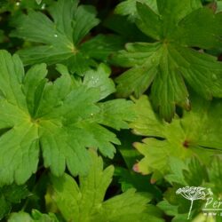 Geranium wlassovianum
