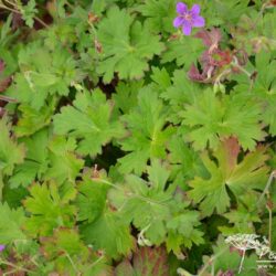 Geranium wlassovianum
