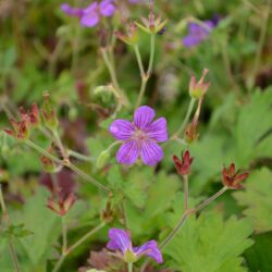 Geranium wlassovianum