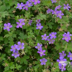 Geranium wlassovianum