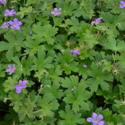 Geranium wlassovianum
