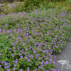 Geranium wlassovianum