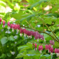 Lamprocapnos spectabilis