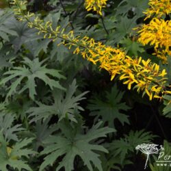 Ligularia przewalskii