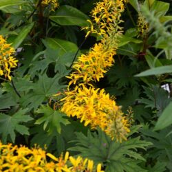 Ligularia przewalskii