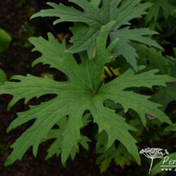 Ligularia przewalskii