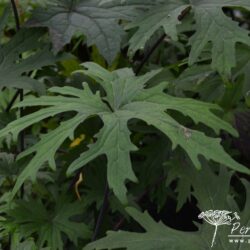 Ligularia przewalskii