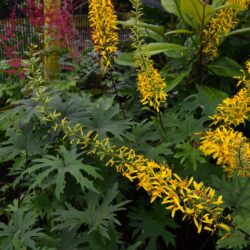 Ligularia przewalskii