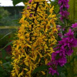 Ligularia przewalskii