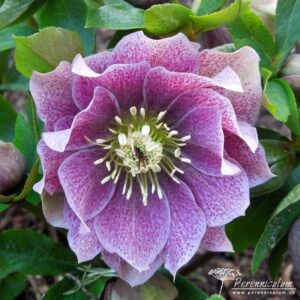 čemeřice - Helleborus