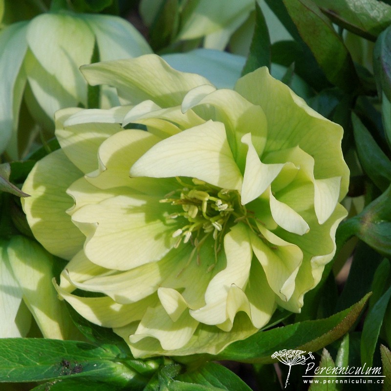 Zimní královny kvetoucí i pod sněhem 3 čemeřice - Helleborus