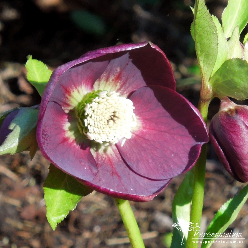 Zimní královny kvetoucí i pod sněhem 4 čemeřice - Helleborus