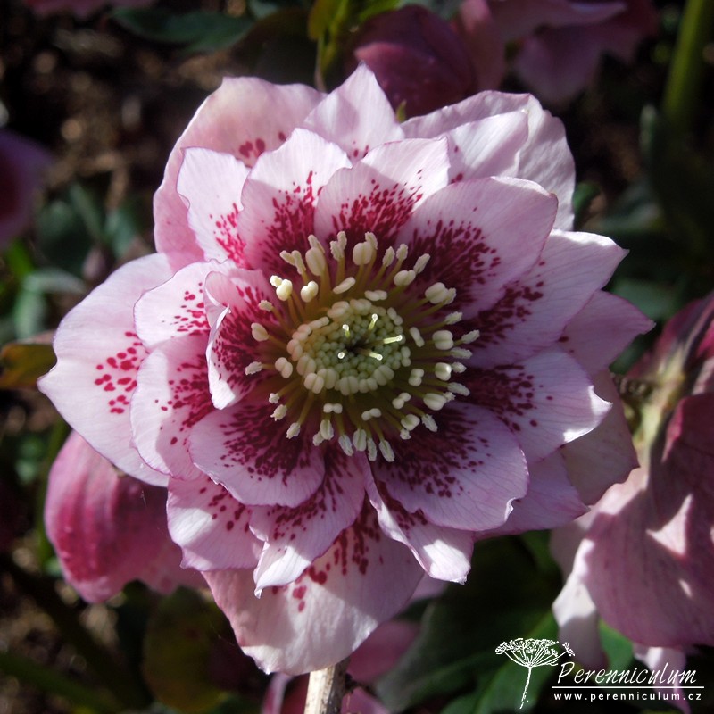 Zimní královny kvetoucí i pod sněhem 5 čemeřice - Helleborus