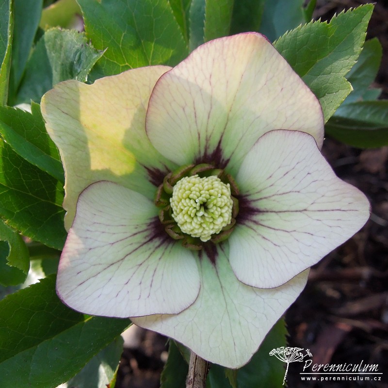 Zimní královny kvetoucí i pod sněhem 6 čemeřice - Helleborus