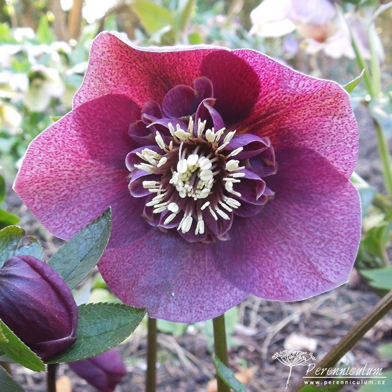 Zimní královny kvetoucí i pod sněhem 7 čemeřice - Helleborus