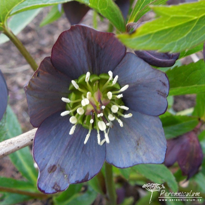 Zimní královny kvetoucí i pod sněhem 8 čemeřice - Helleborus