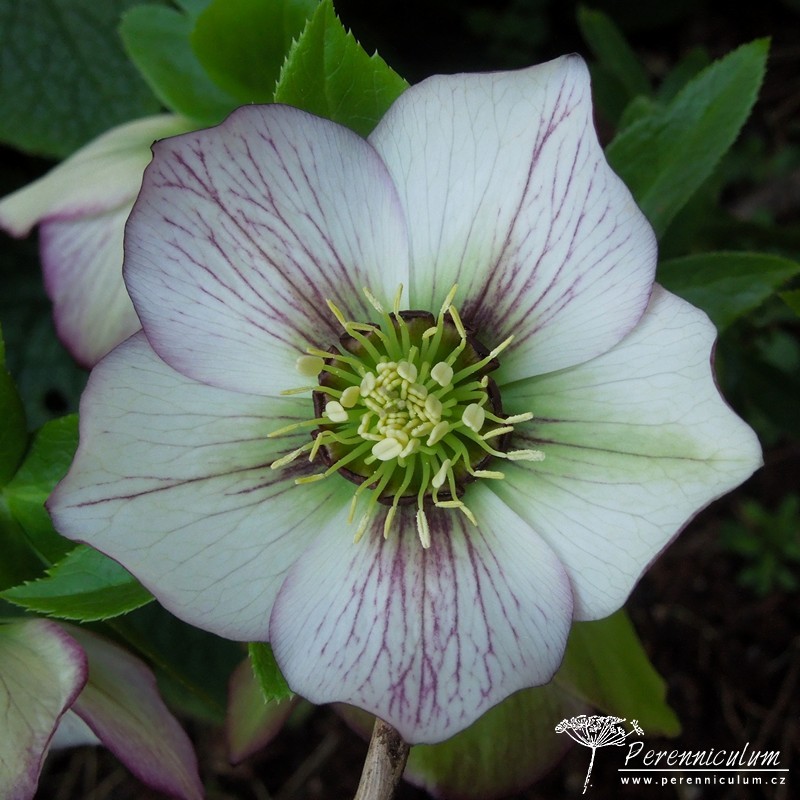 Zimní královny kvetoucí i pod sněhem 9 čemeřice - Helleborus