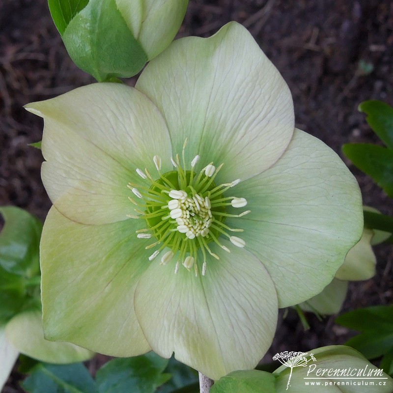 Zimní královny kvetoucí i pod sněhem 10 čemeřice - Helleborus