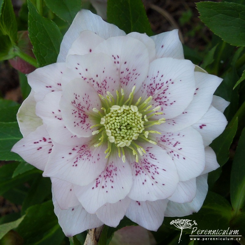 Zimní královny kvetoucí i pod sněhem 11 čemeřice - Helleborus