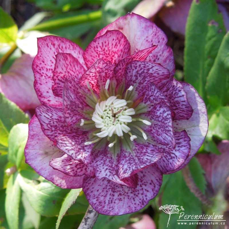 Zimní královny kvetoucí i pod sněhem 12 čemeřice - Helleborus