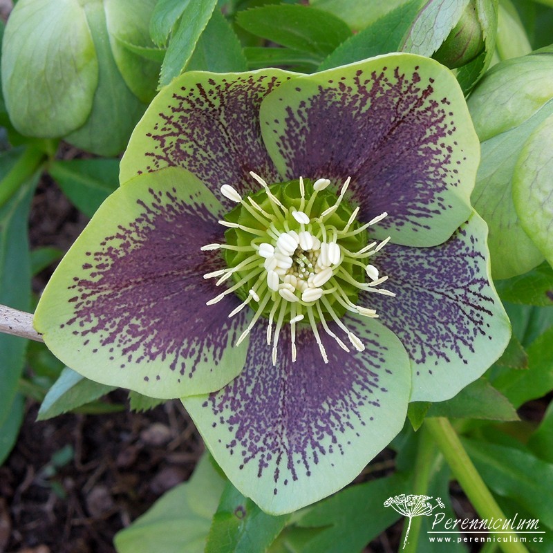 Zimní královny kvetoucí i pod sněhem 13 čemeřice - Helleborus