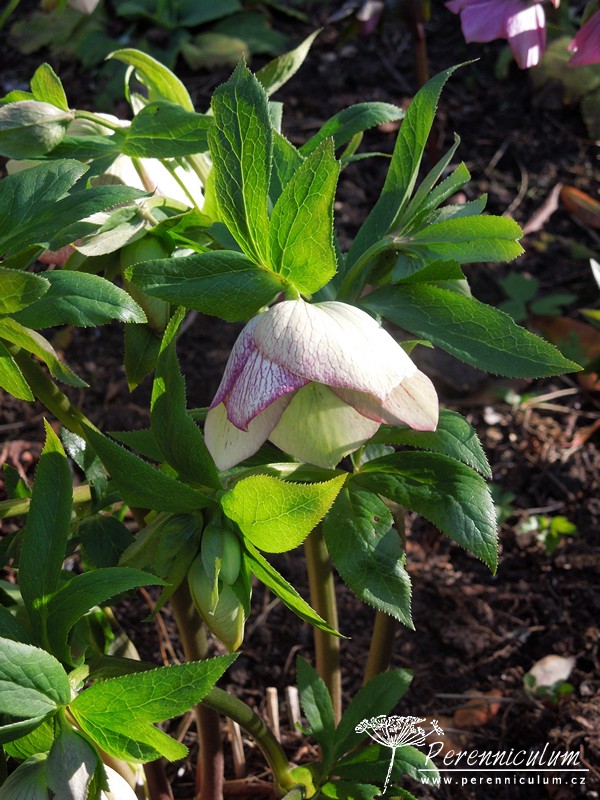 Zimní královny kvetoucí i pod sněhem 22 čemeřice - Helleborus