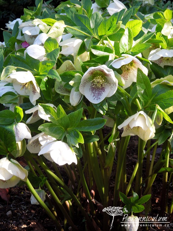 Zimní královny kvetoucí i pod sněhem 23 čemeřice - Helleborus
