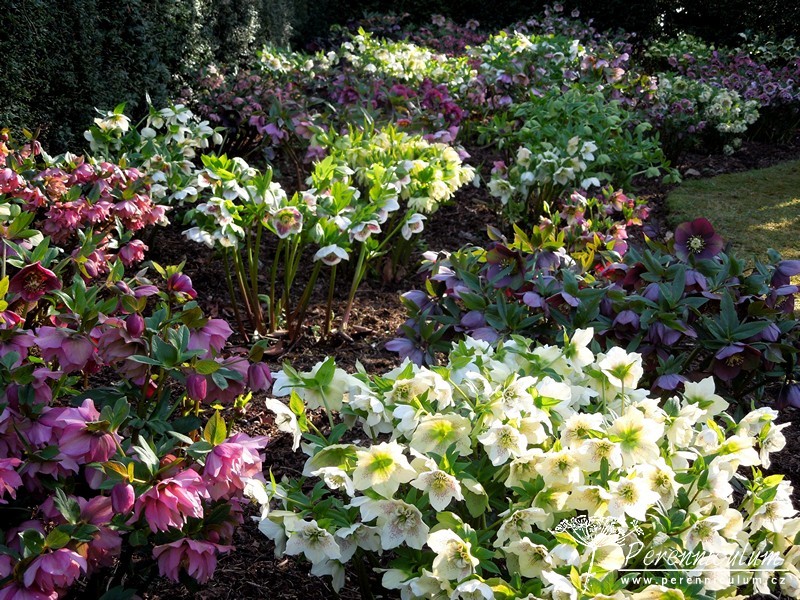 Helleborus - Trvalka sezóny 2024 1 čemeřice - Helleborus