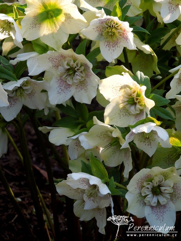 Zimní královny kvetoucí i pod sněhem 18 čemeřice - Helleborus