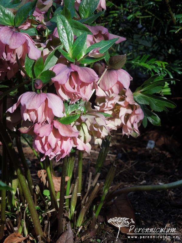 Zimní královny kvetoucí i pod sněhem 19 čemeřice - Helleborus