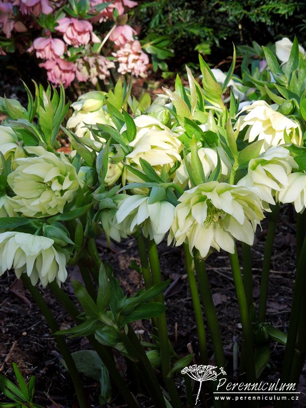 Zimní královny kvetoucí i pod sněhem 20 čemeřice - Helleborus