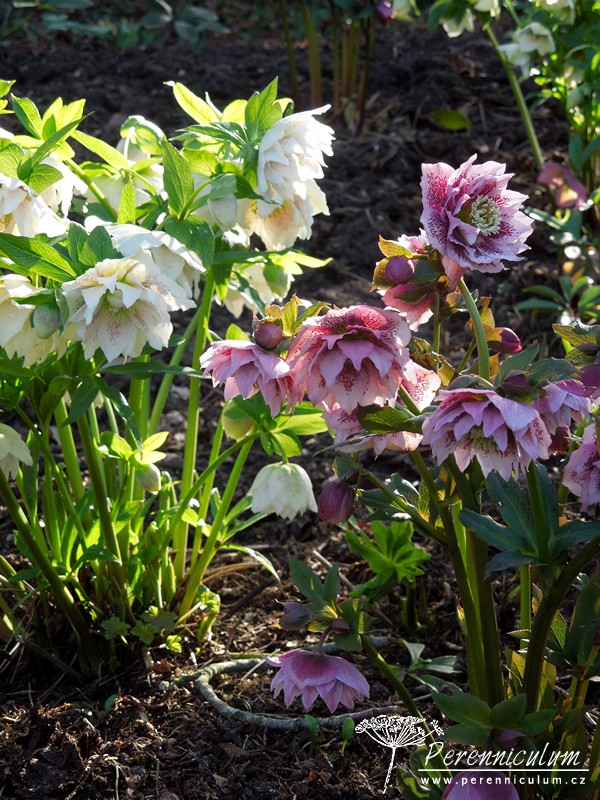 Zimní královny kvetoucí i pod sněhem 21 čemeřice - Helleborus