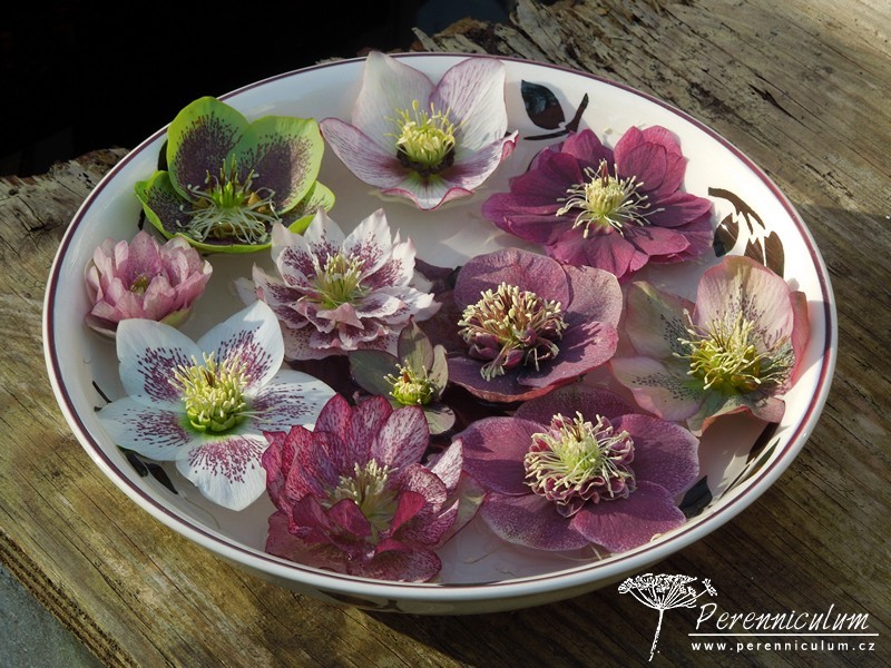 Zimní královny kvetoucí i pod sněhem 1 čemeřice - Helleborus