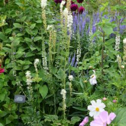 Actaea cimicifuga var. racemosa