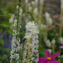 Actaea cimicifuga var. racemosa